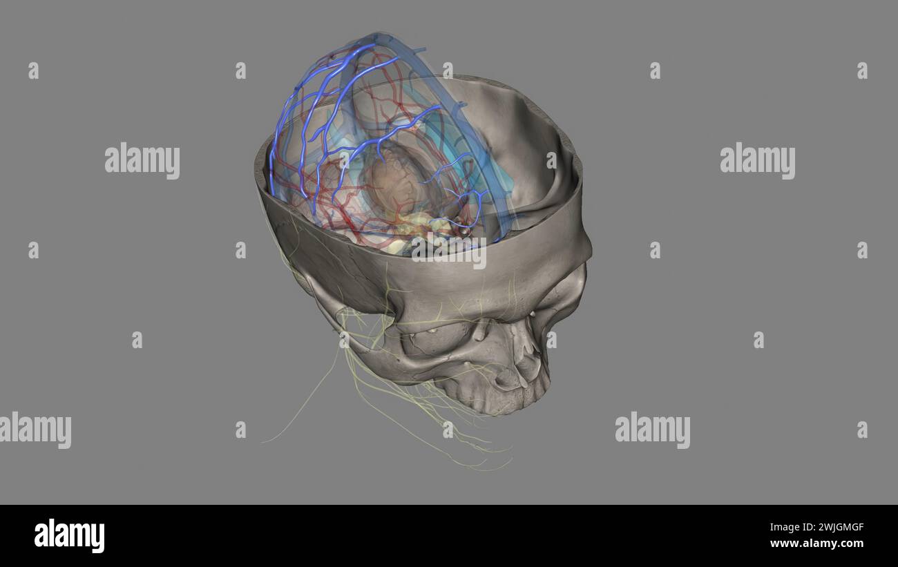 The superior cerebral veins drain the superior portion of the cerebral cortex 3d illustration Stock Photo