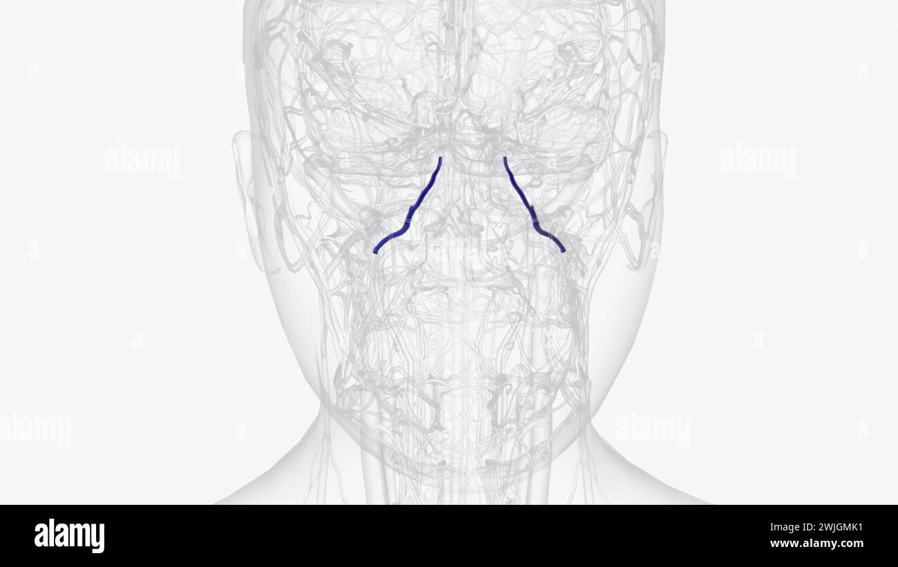 top-of-the-nose-hi-res-stock-photography-and-images-alamy