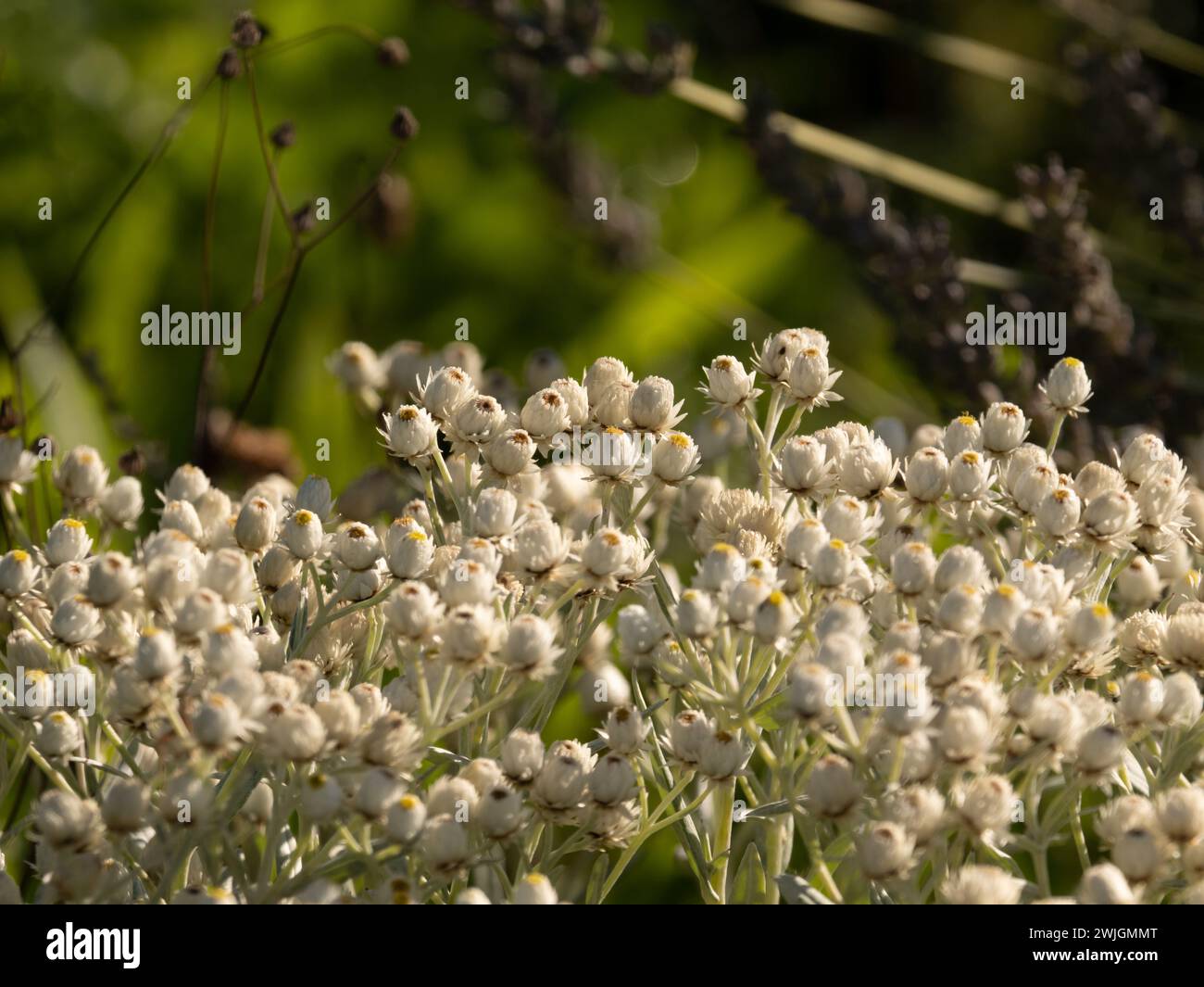 beautiful pearly everlasting in the nature Stock Photo