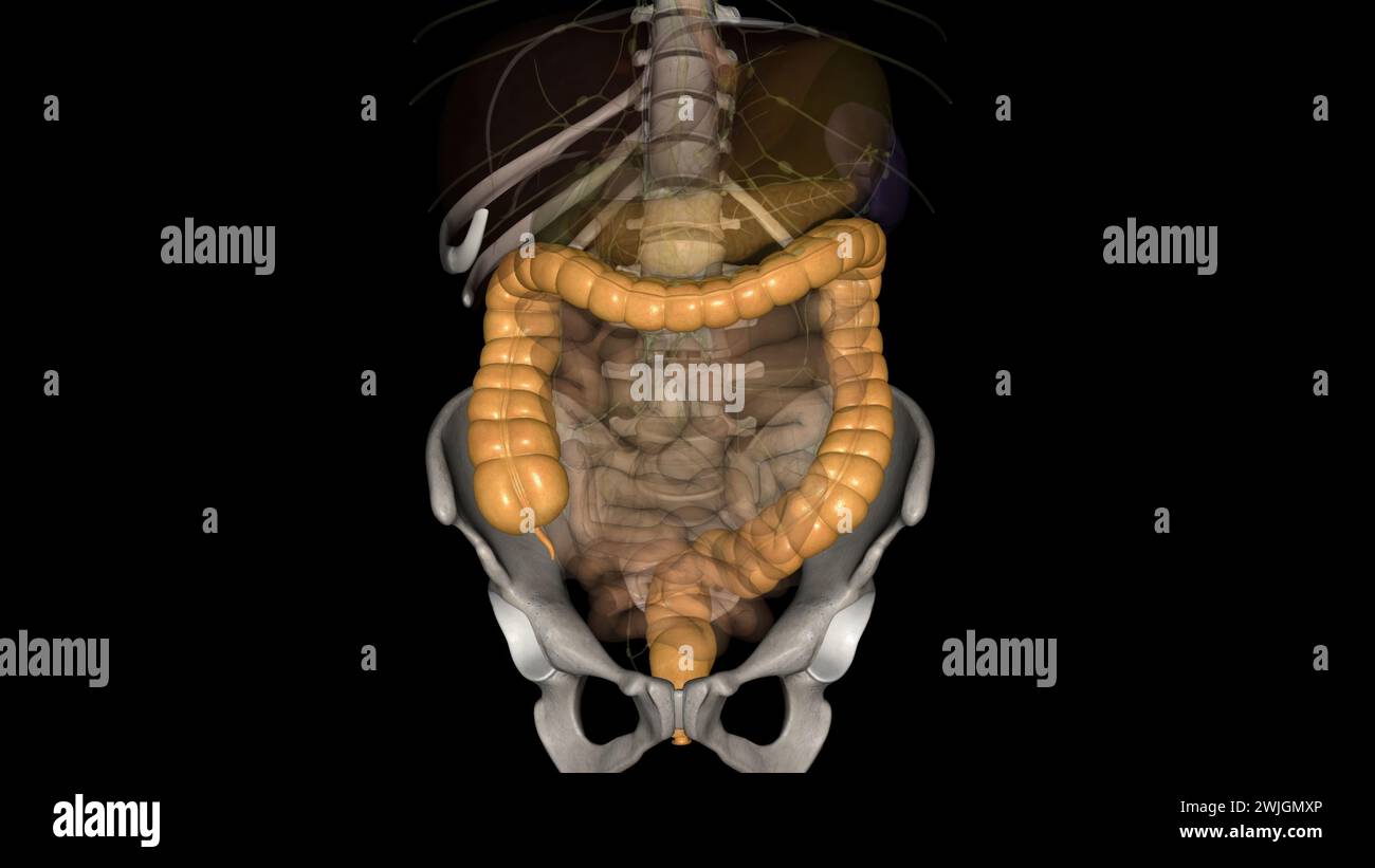 The large intestine is responsible for processing indigestible food