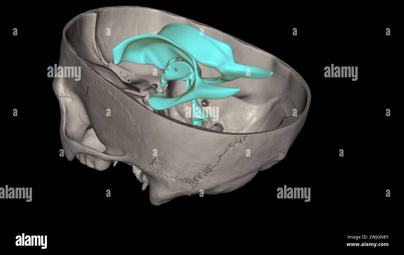 The ventricles of the brain are a communicating network of cavities