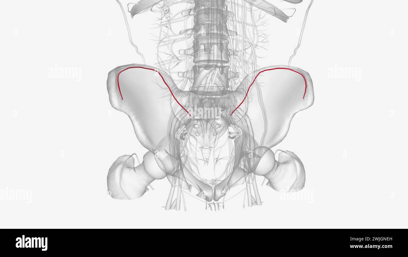 The iliolumbar artery originates from the posterior division of the internal iliac artery 3d illustration Stock Photo