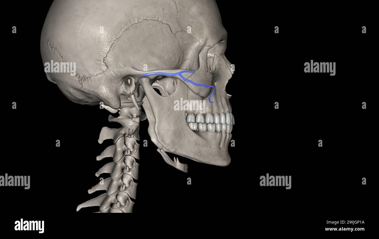 The transverse facial artery is an artery that branches from the superficial temporal artery and runs across the face 3d illustration Stock Photo