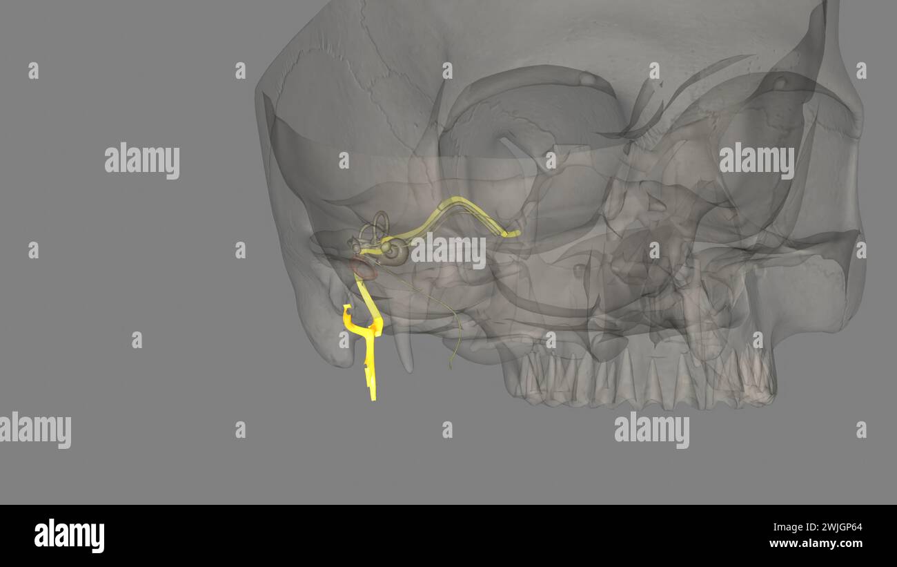 The facial nerve is the seventh cranial nerve 3d illustration Stock ...