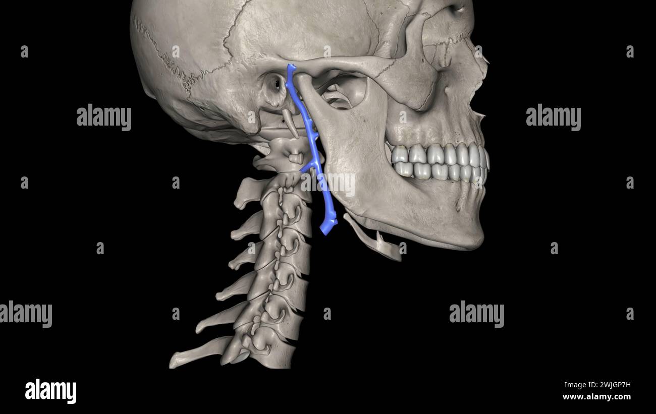 The retromandibular vein is a major vein of the face 3d illustration Stock Photo