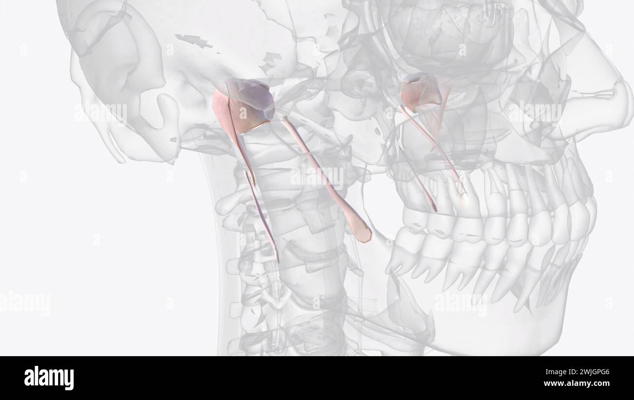 Connective tissue spine hi-res stock photography and images - Alamy