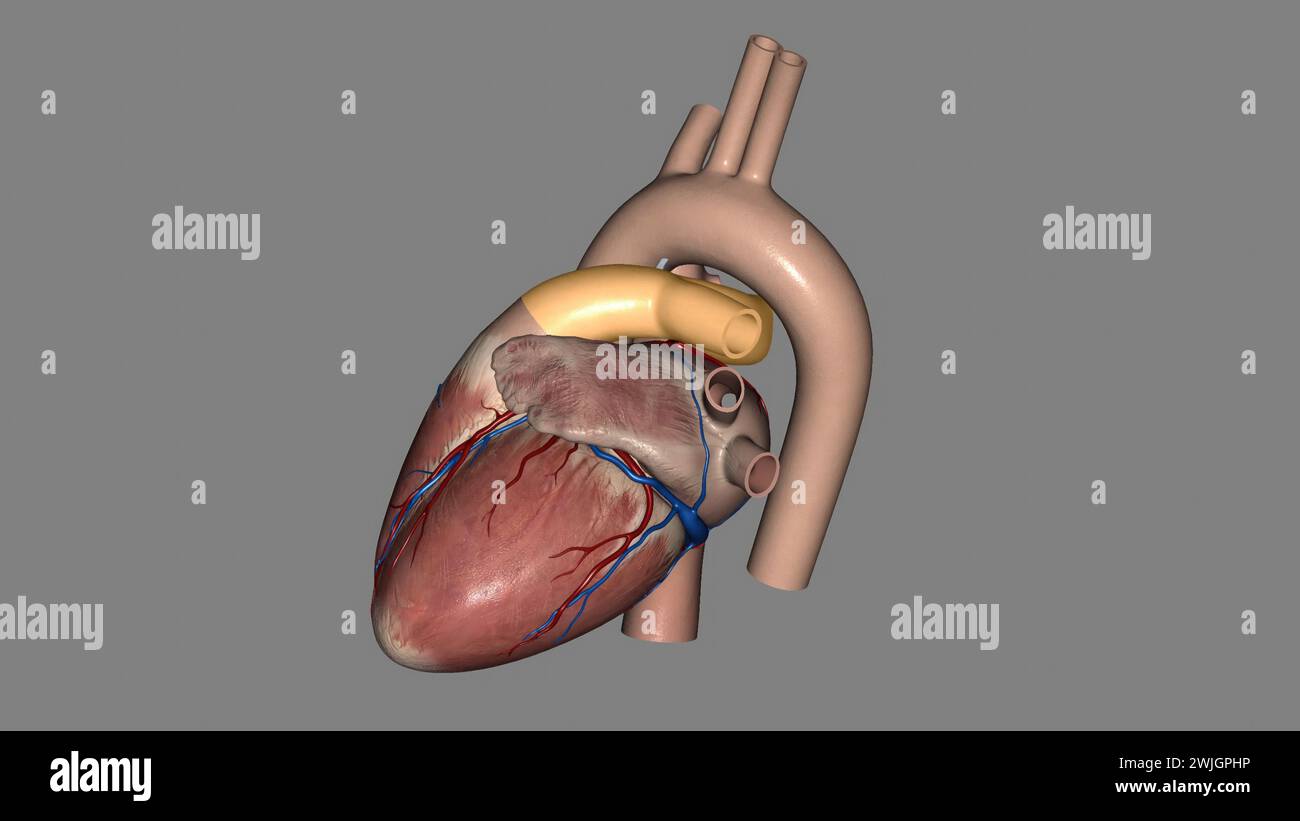 pulmonary arteries carry blood from your heart to your lungs 3d illustration Stock Photo