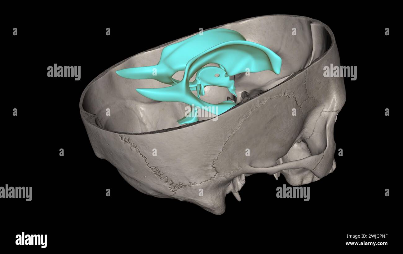 The ventricles of the brain are a communicating network of cavities