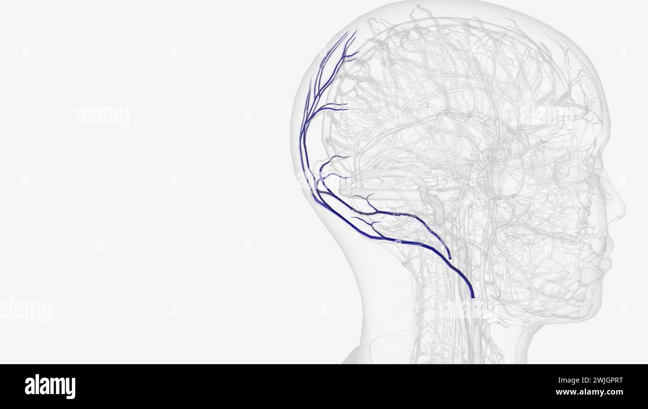 The occipital vein originates from small vessels on the posterior