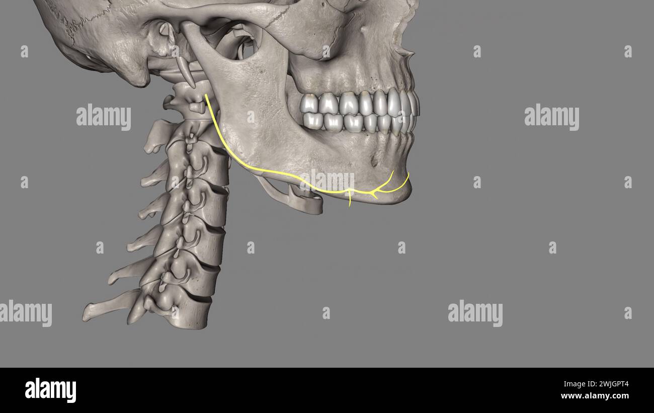 The marginal mandibular branch of the facial nerve arises from the ...