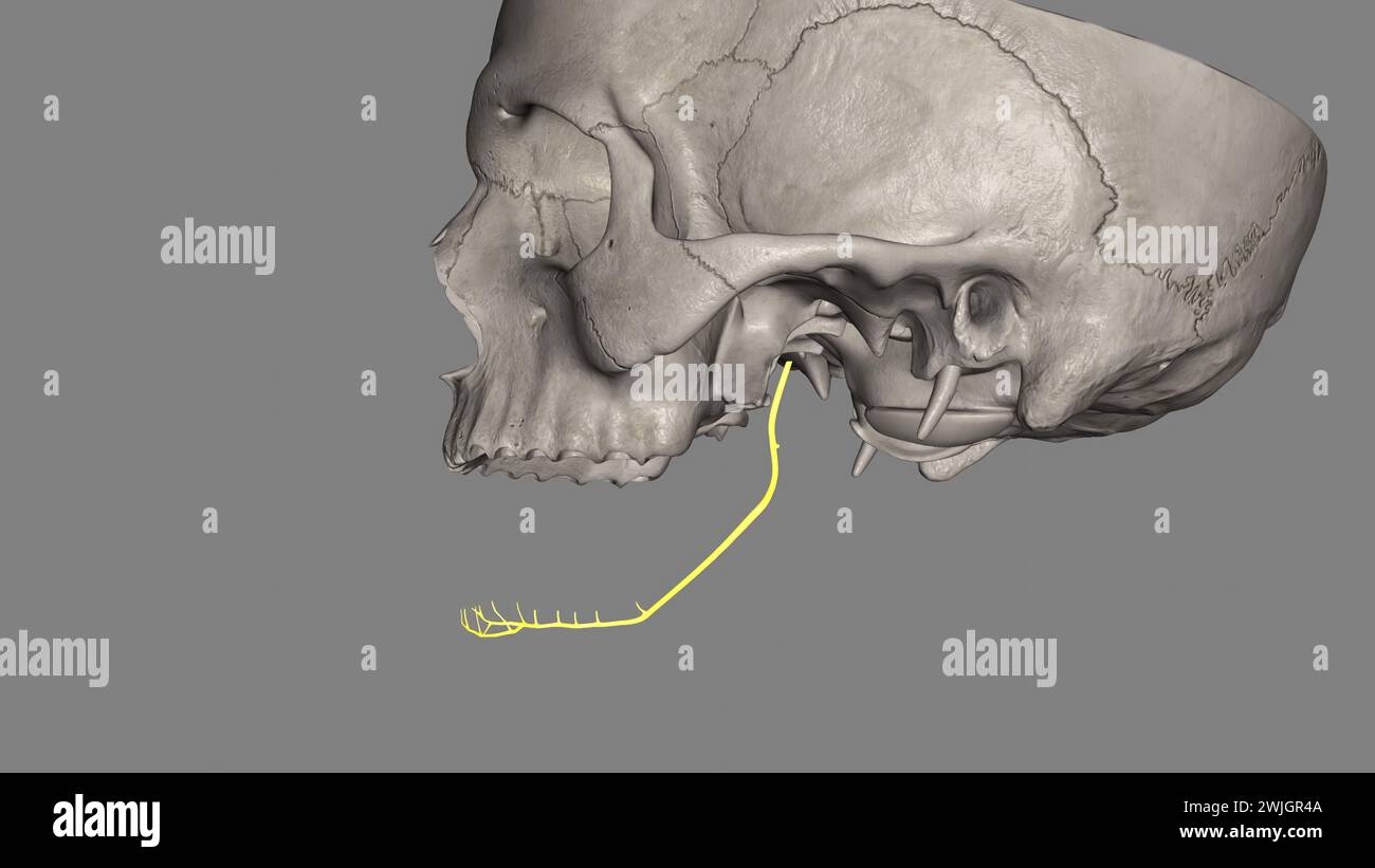 The inferior alveolar nerve is a mandibular nerve branch. Stock Photo