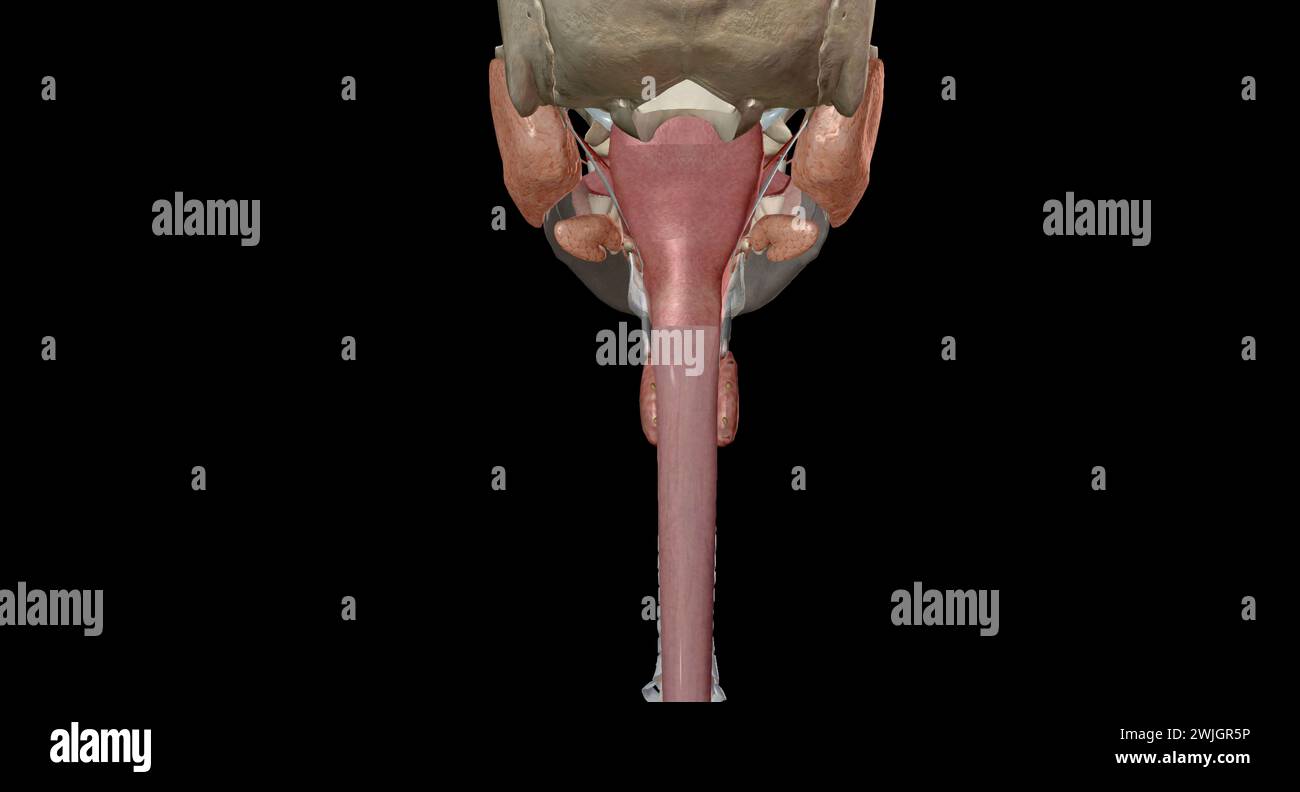 The upper gastrointestinal organs include the mouth, esophagus. 3D rendering Stock Photo