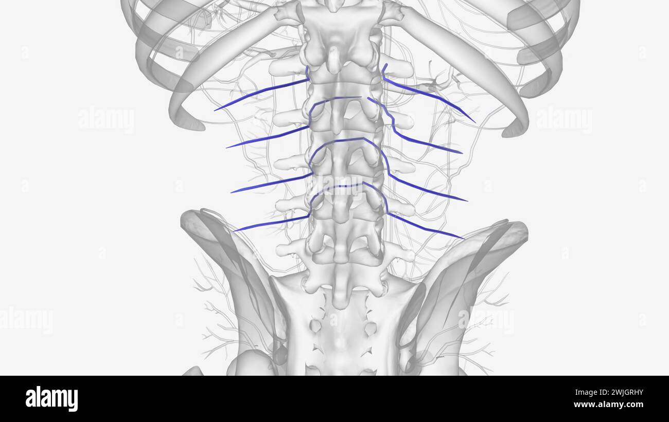 The lumbar veins are four pairs of veins running along the inside of the posterior abdominal wall, and drain venous blood from parts of the abdominal Stock Photo