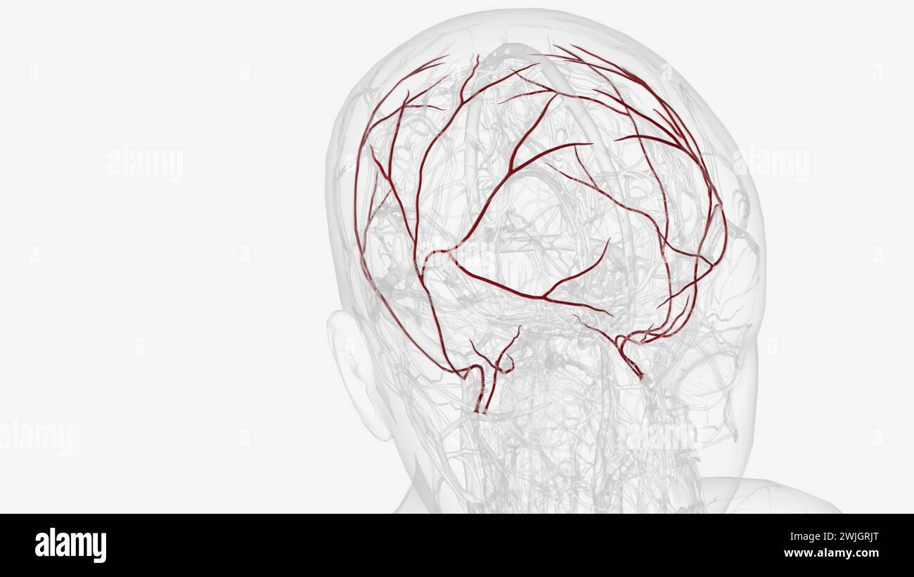 The middle meningeal artery is a vital artery that plays an important ...