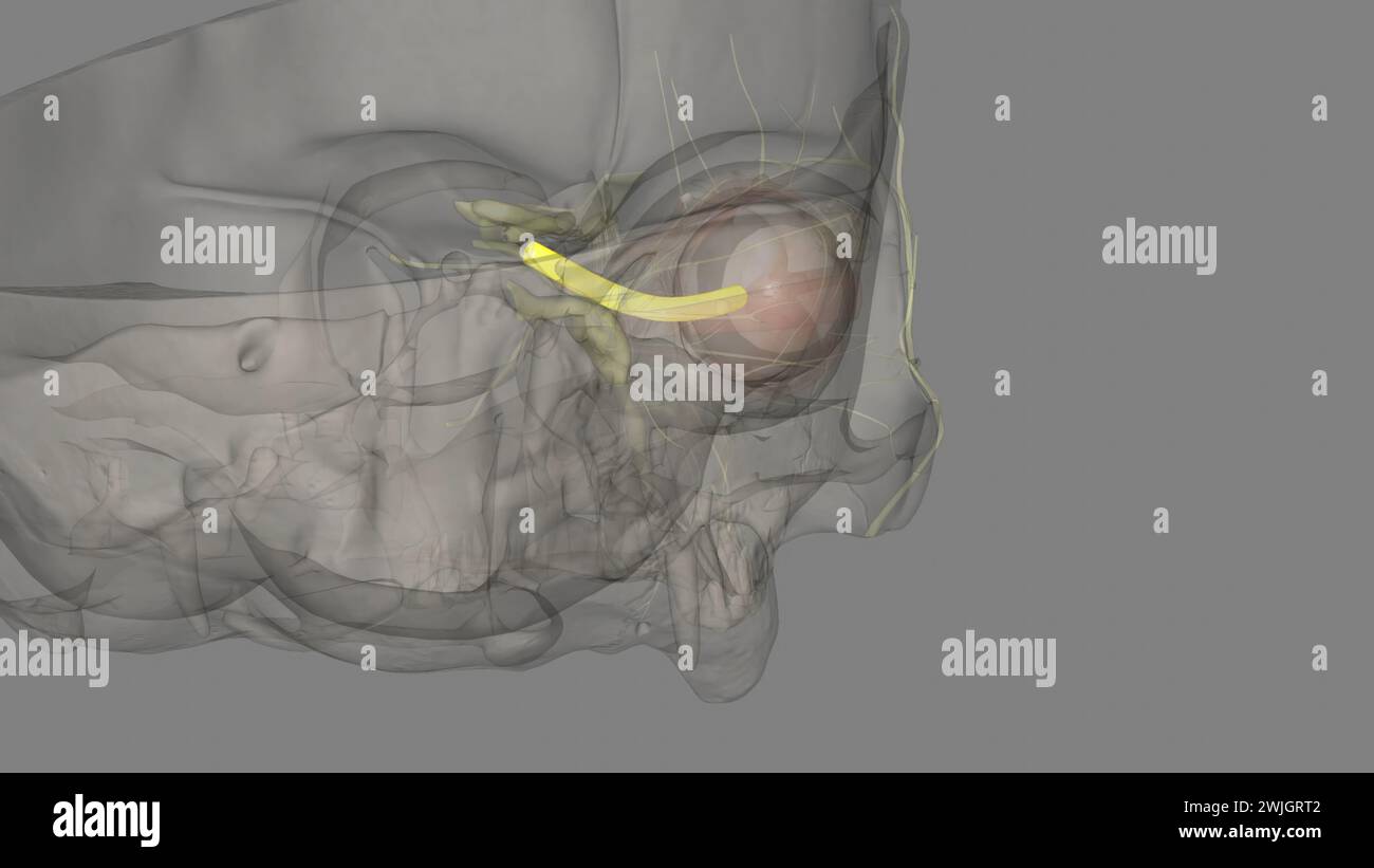 The optic nerve is comprised of millions of nerve fibers that send visual messages to your brain to help you see 3d illustration Stock Photo