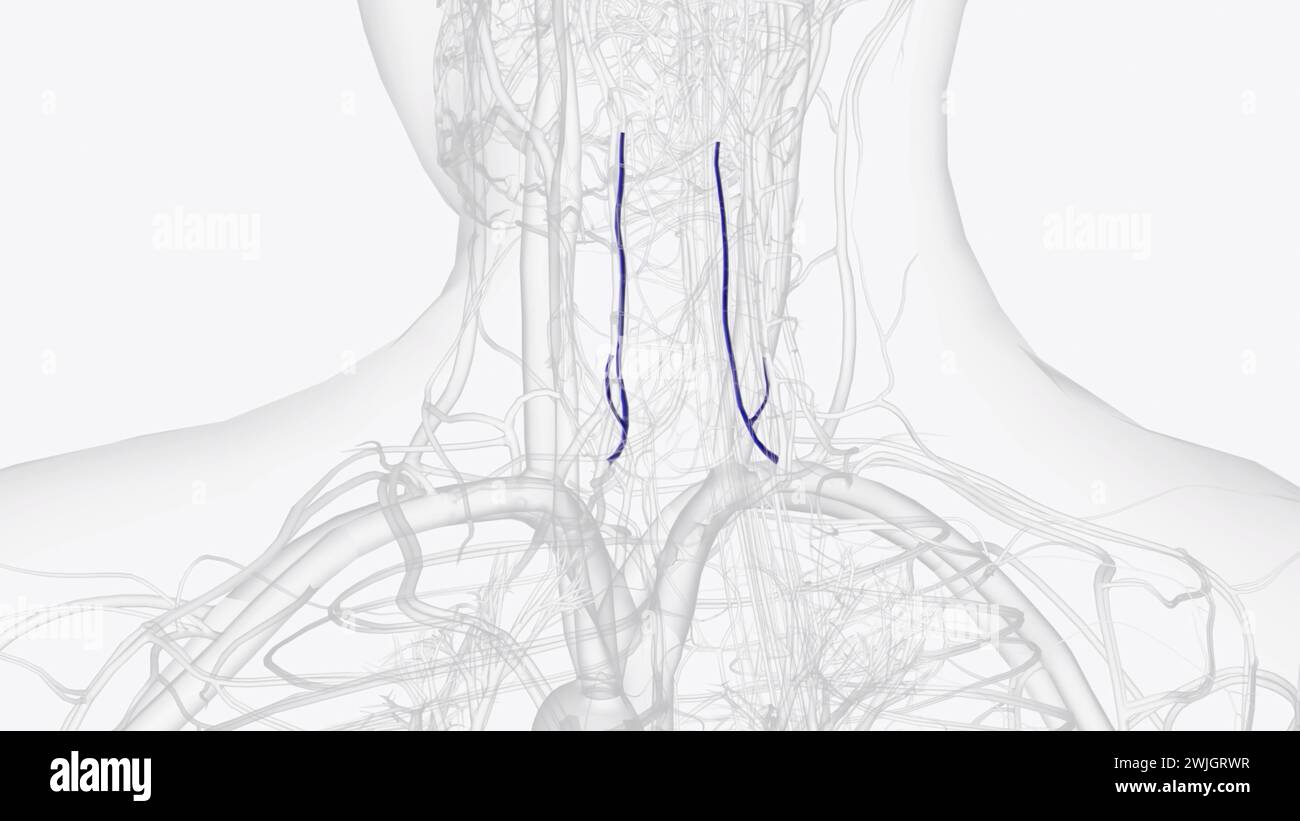 The Anterior Vertebral Vein commences in a plexus around the transverse processes of the upper cervical vertebre  3d illustration Stock Photo