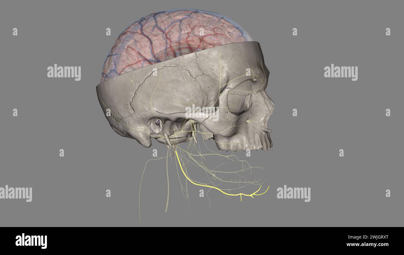 The marginal mandibular branch of the facial nerve arises from the facial nerve (CN VII) in the parotid gland at the parotid plexus. Stock Photo