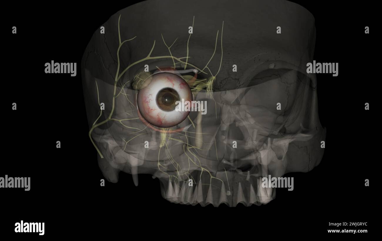 The eye light reflex, is regulated by three structures: the retina, the pretectum, and the (rods), bipolar cells, and retinal ganglion cells Stock Photo