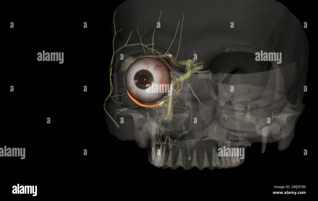 inferior oblique is named by its position within the orbit, relative to the eyeball3d illustration Stock Photo