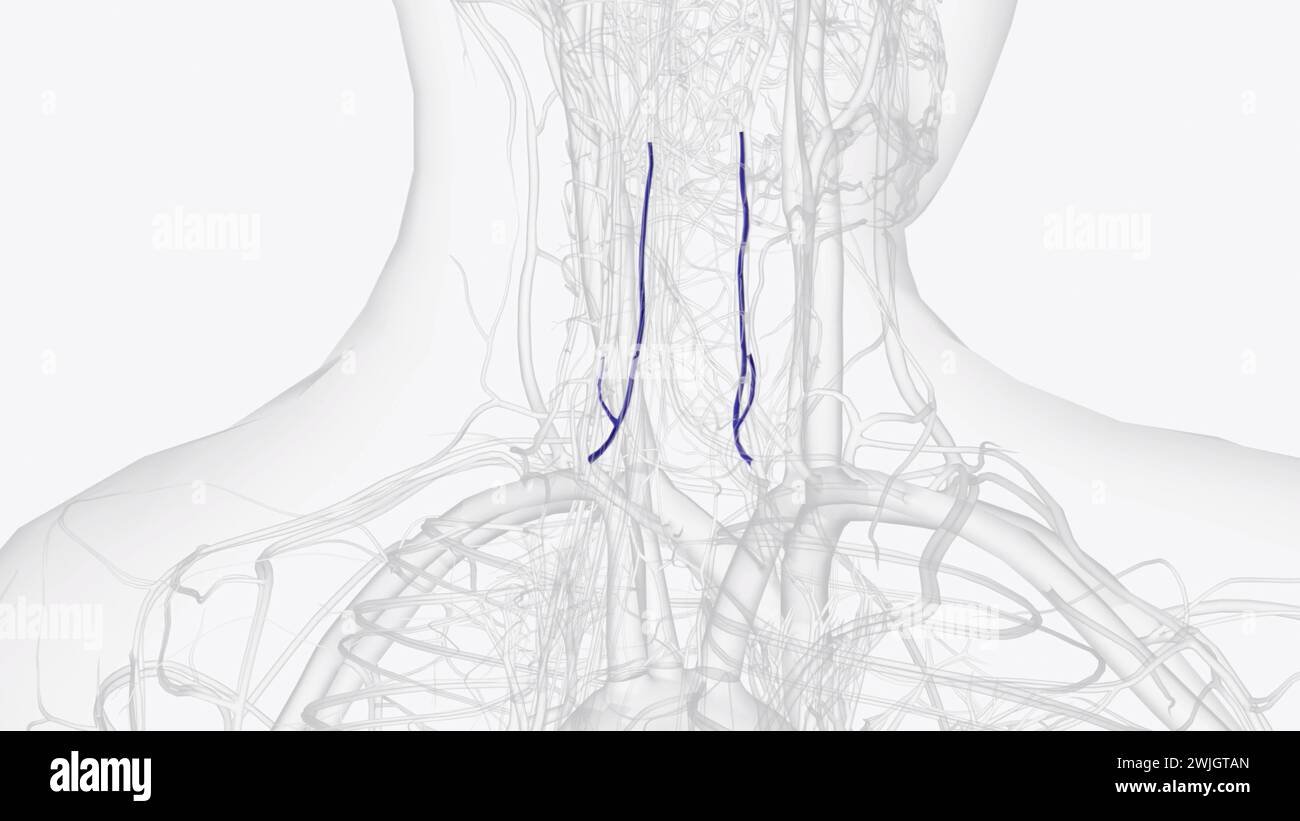 The Anterior Vertebral Vein commences in a plexus around the transverse processes of the upper cervical vertebre  3d illustration Stock Photo