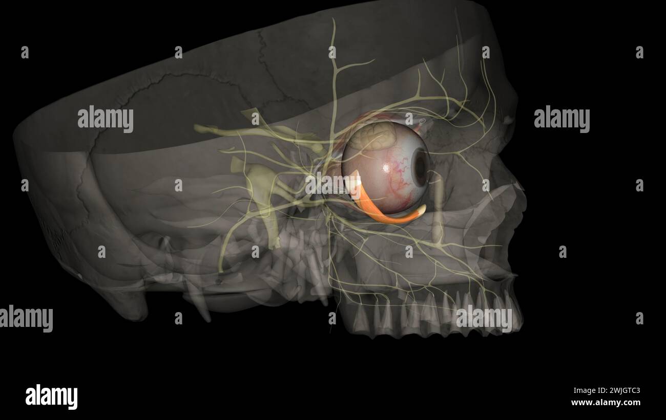 inferior oblique is named by its position within the orbit, relative to the eyeball3d illustration Stock Photo