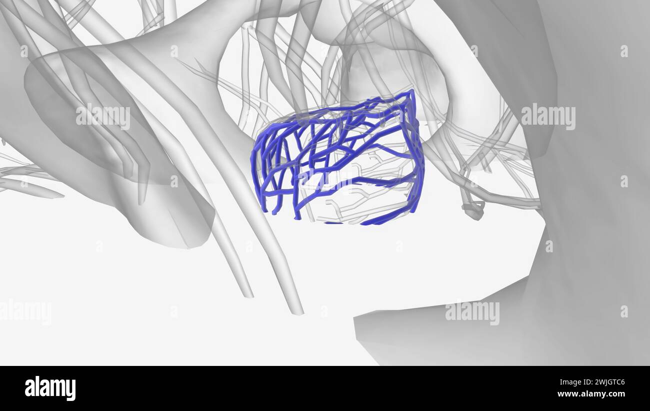 The prostatic venous plexus is a network of small veins that surrounds ...