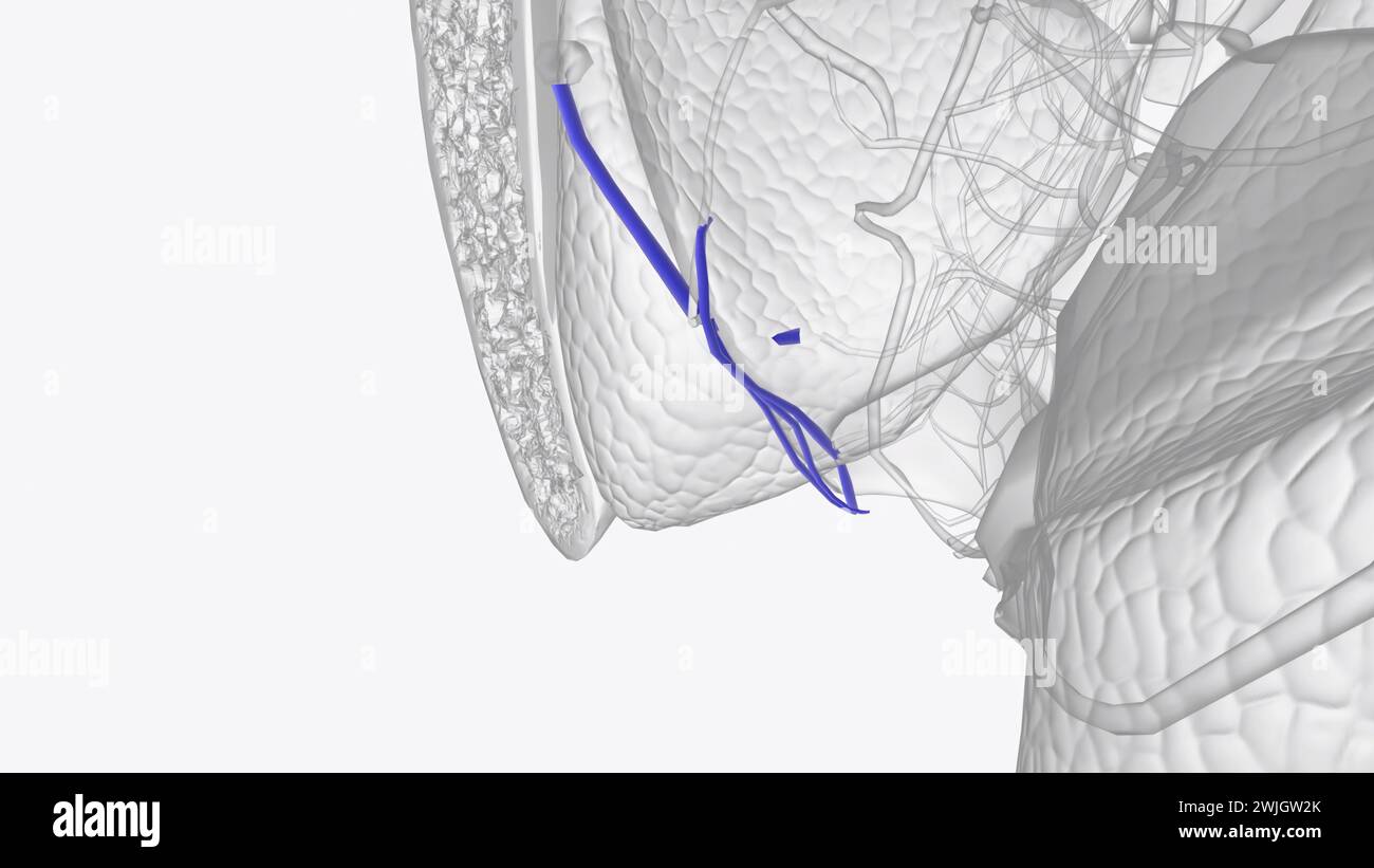 The inferior rectal veins are located in the external hemorrhoidal