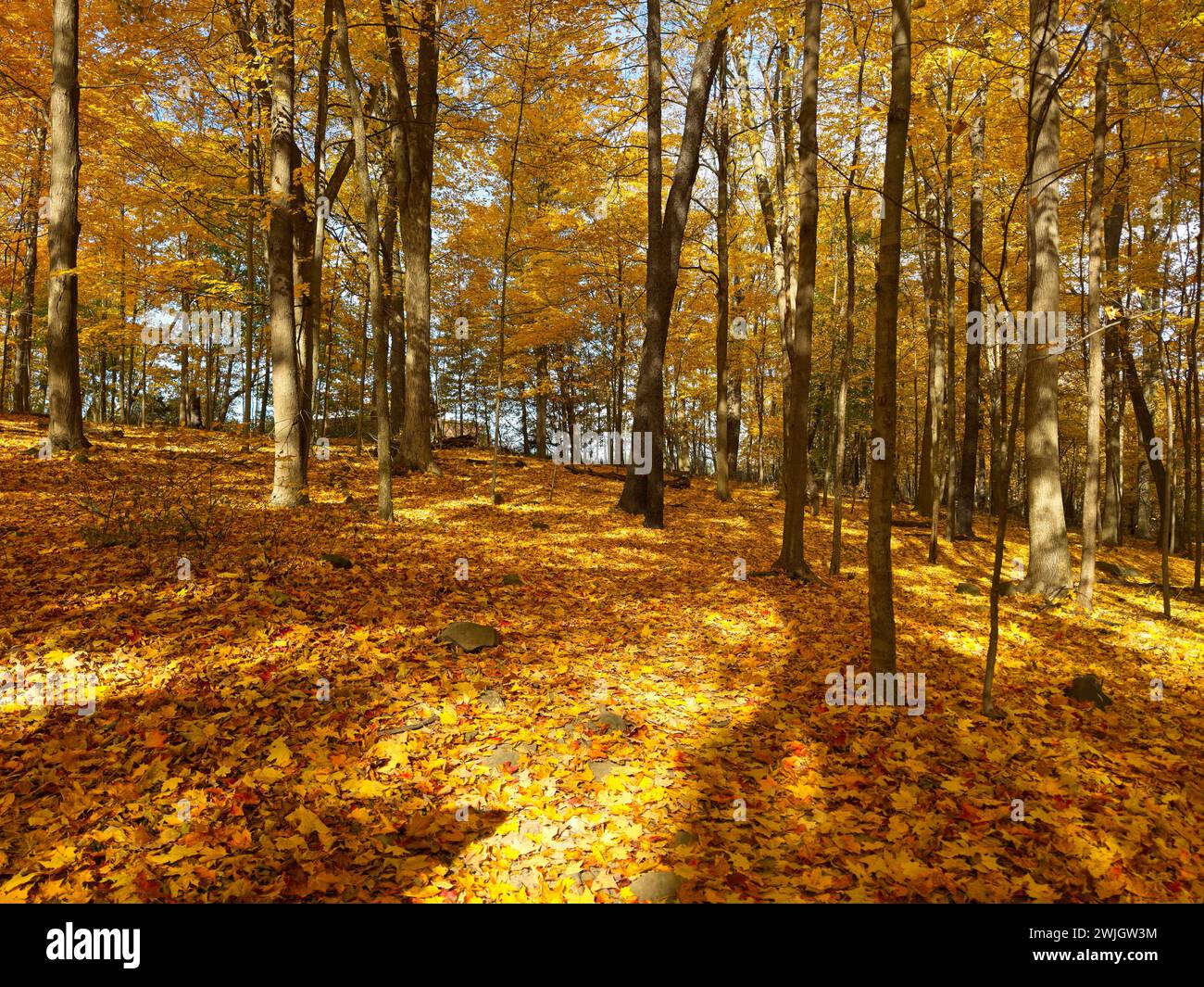 Carpet of golden leaves hi-res stock photography and images - Alamy