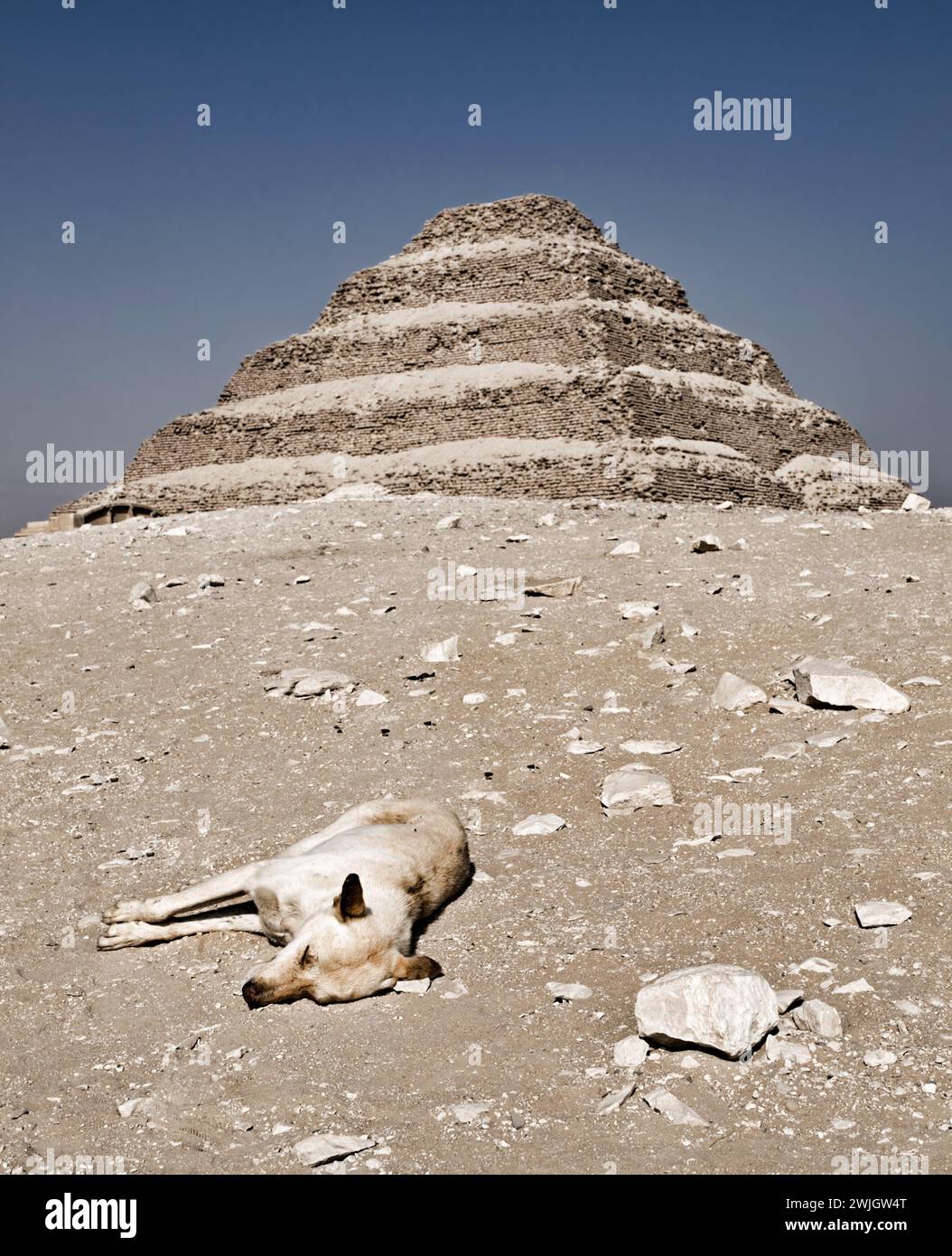 Dog sleeping in front of the step pyramid of Zoser on a sunny day, Saqqara necropolis, Giza, Egypt. Stock Photo