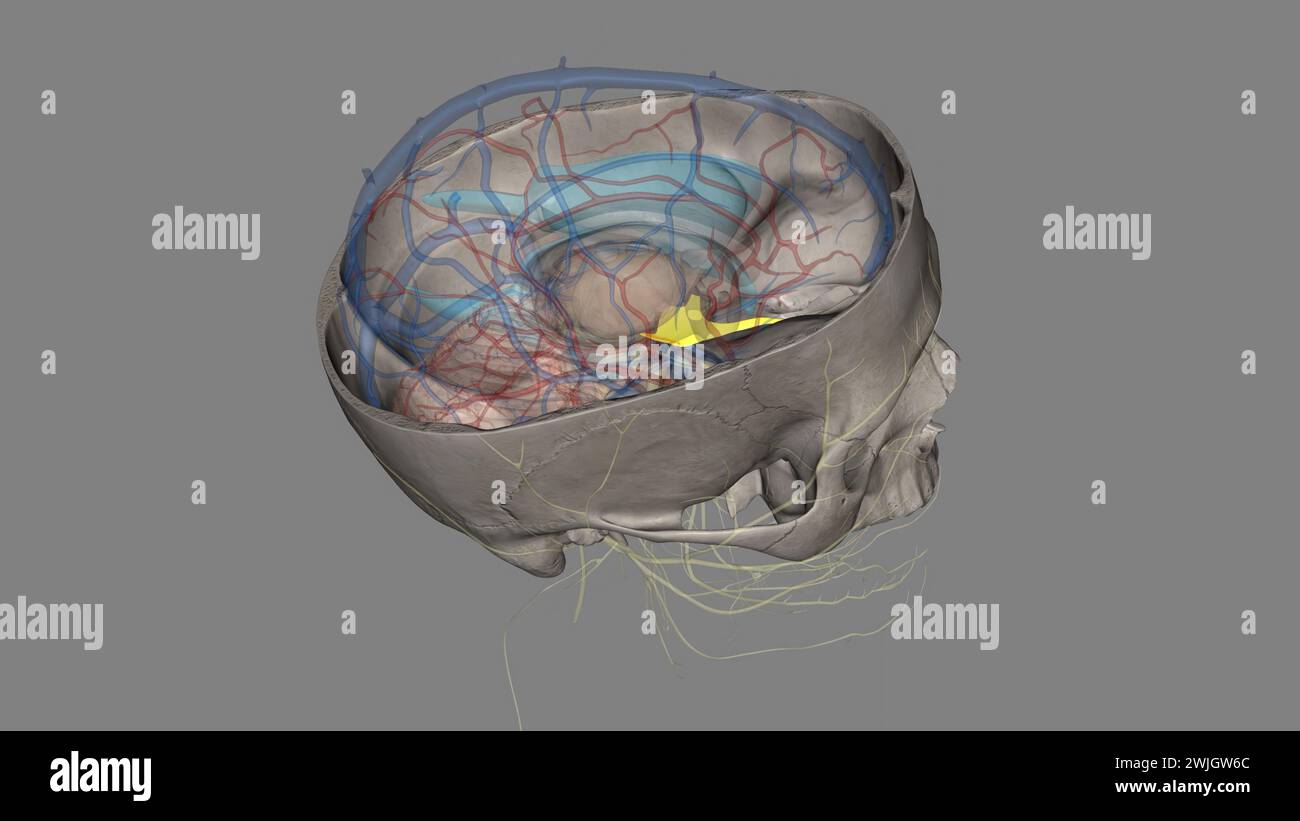 First cranial nerve hi-res stock photography and images - Alamy