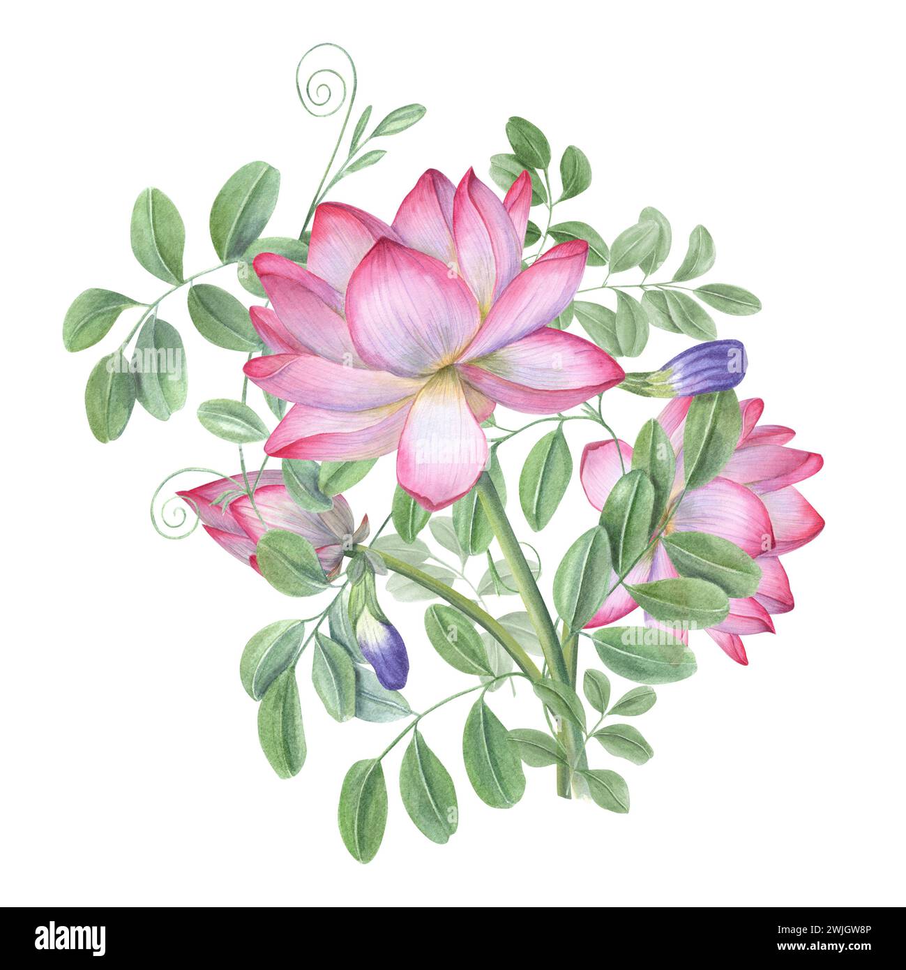 Bouquet of blue clitoria ternatea and lotus. Blooming flowers, green leaves. Waterlilies, wisteria. Bud, flower, leaf, stem. Watercolor illustration Stock Photo
