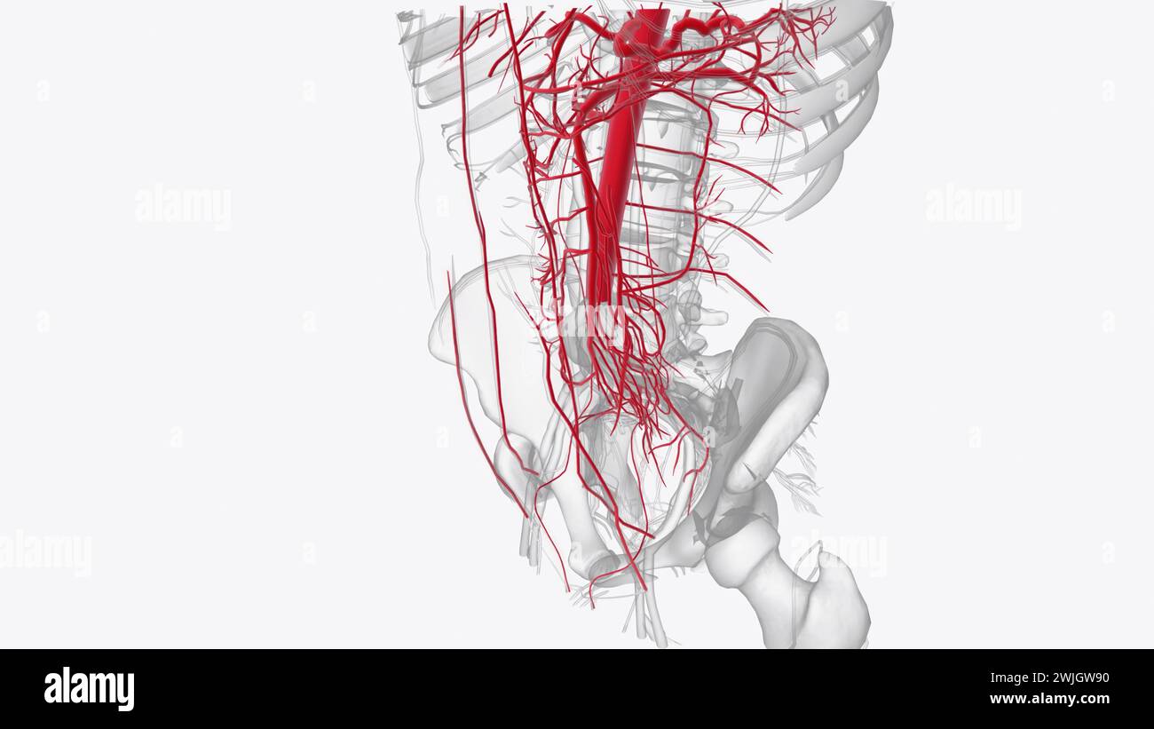 The Abdominal Arteries Arise From The Abdominal Aorta And Are Comprised ...