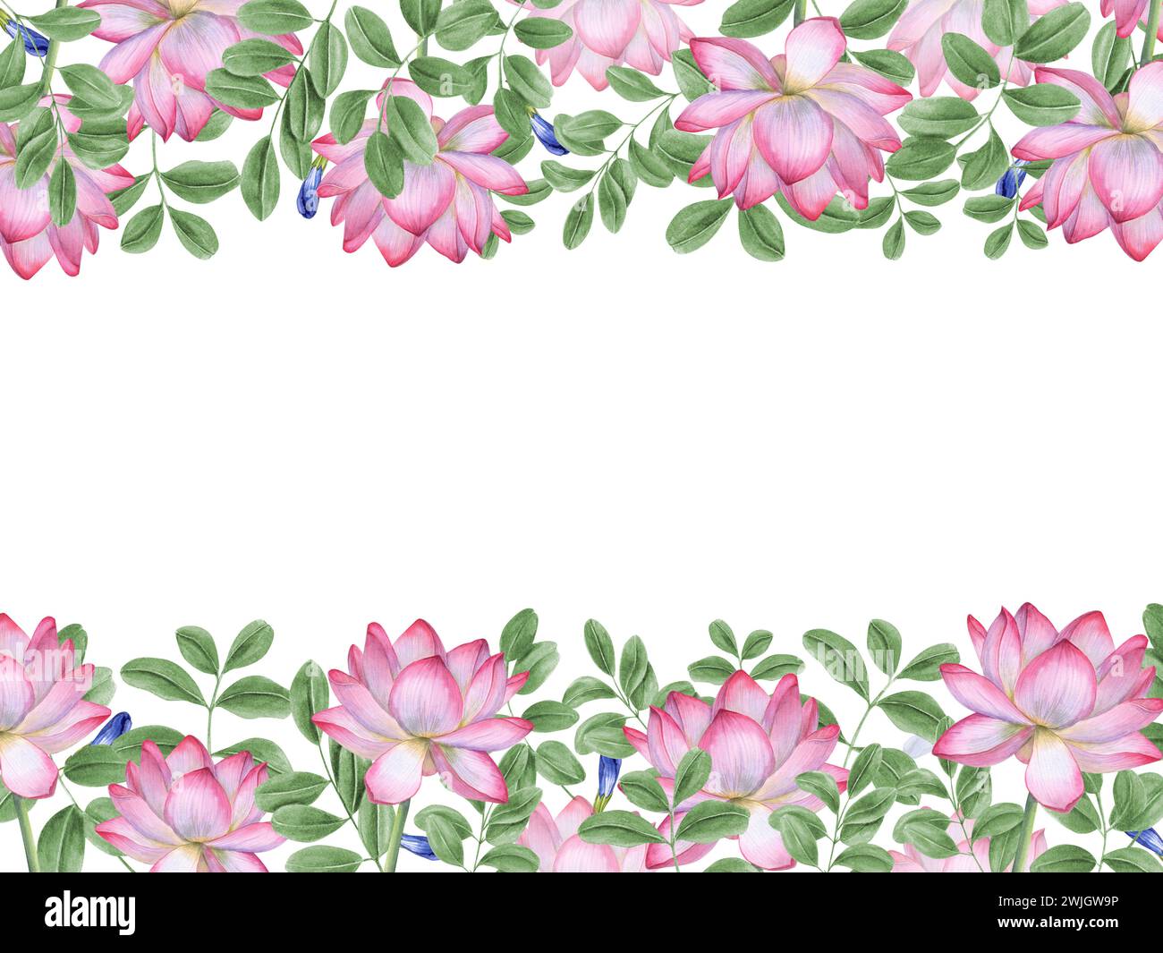 Horizontal frame pink white lotus, green leaves. Blooming Water Lily, wisteria leaf. Indian lotus, anchan leaf, sacred lotus. Watercolor illustration. Stock Photo
