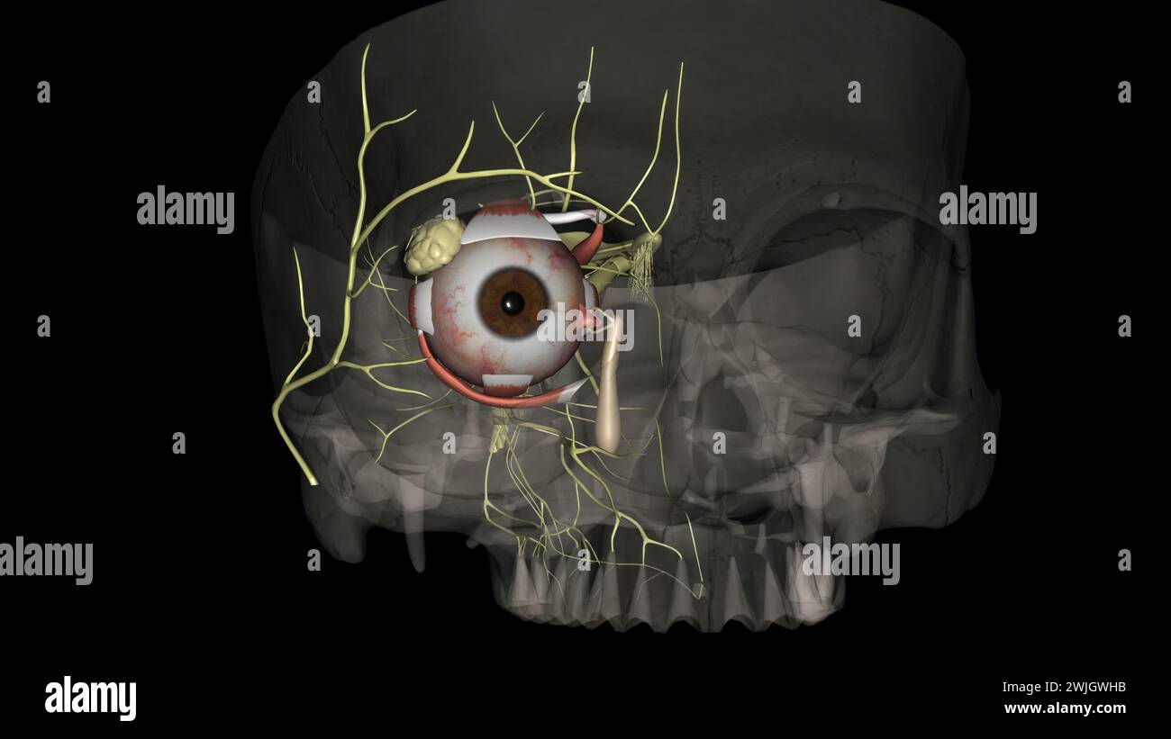 The eye light reflex, is regulated by three structures: the retina, the pretectum, and the (rods), bipolar cells, and retinal ganglion cells Stock Photo