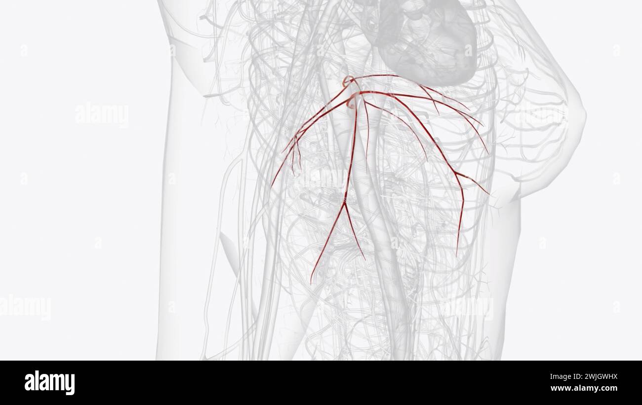 The superior phrenic artery is a bilaterally paired artery of the ...