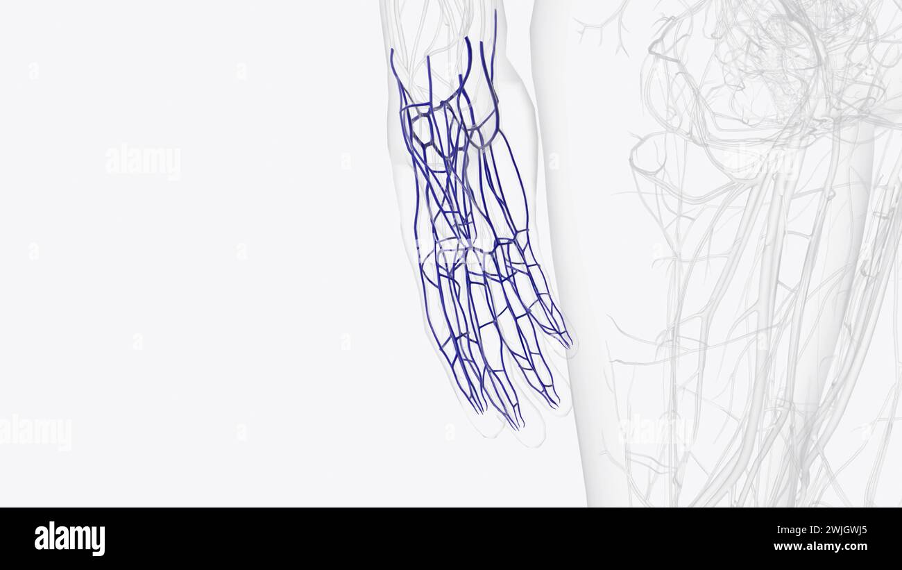 Veins of right hand and wrist 3d illustration Stock Photo Alamy