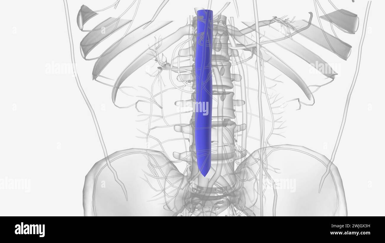Small Ivc Inferior vena cava hi-res stock photography and images - Alamy