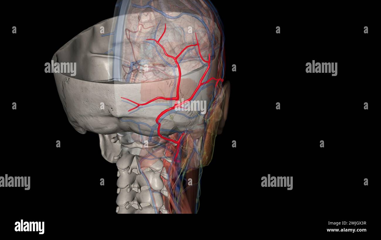 The occipital artery is a branch of the external carotid artery that provides arterial supply to the back of the scalp, sternocleidomastoid muscles 3d Stock Photo