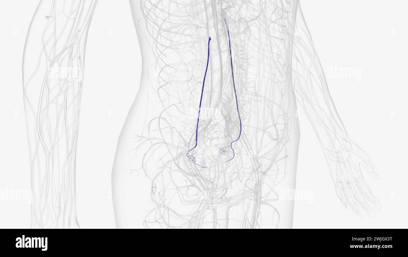 Each ovarian vein drains the deoxygenated venous blood from the region ...