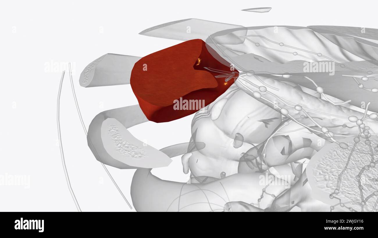 Organ Under Left Rib Lymphatic system in female anatomy hi-res stock photography and images ...