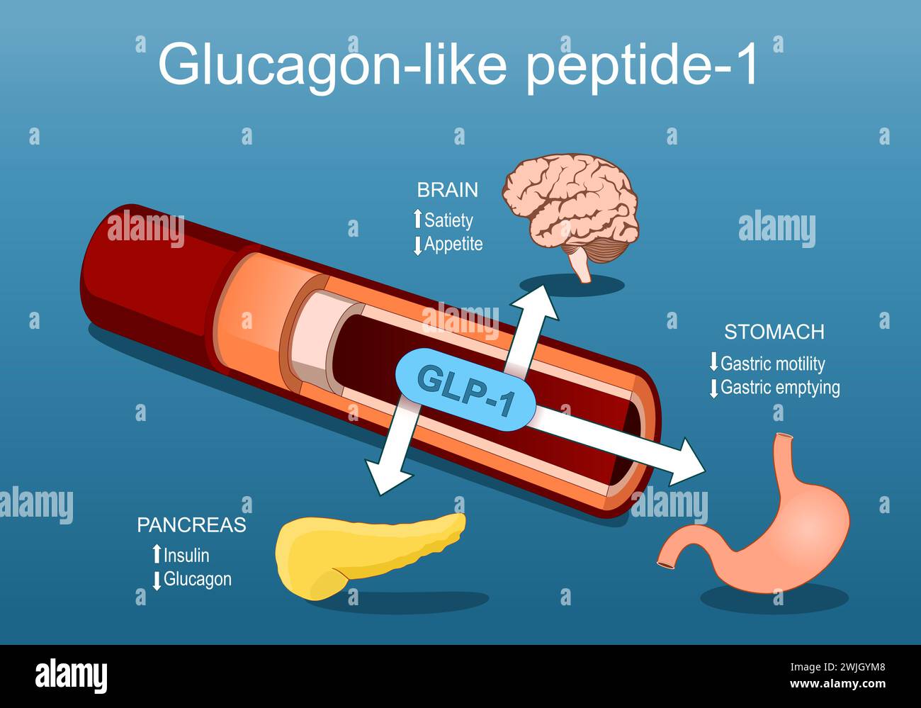 Glucagon-like peptide-1. GLP-1 from blood vessel to pancreas, brain and stomach. relationship between Satiety, Appetite hormones, Insulin, Glucagon, G Stock Vector