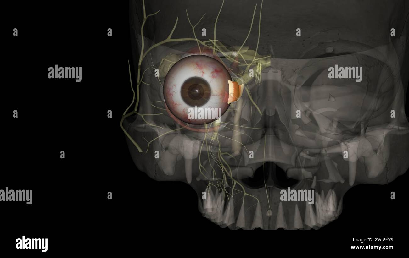 The medial rectus is an adductor, and functions along with the lateral rectus which abducts the eye 3d illustration Stock Photo