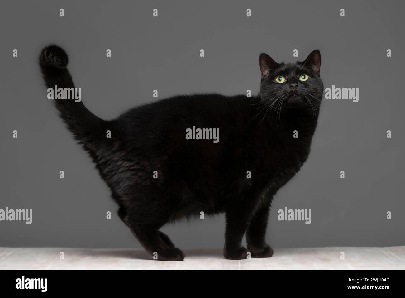 Studio shot of an adult short-haired black cat standing side on to the camera against a grey background. Stock Photo