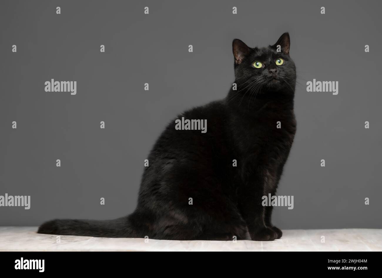 Studio shot of an adult short-haired black cat looking out of shot, sitting on a whitewashed table seen against a grey background. Stock Photo