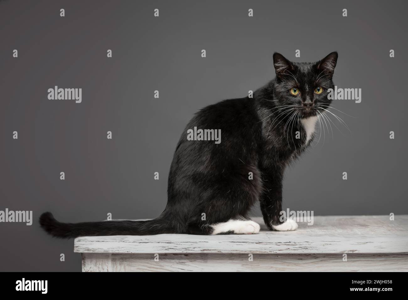 Studio shot of an adult short-haired black and white cat looking at the camera, sitting on a whitewashed table seen against a grey background. Stock Photo