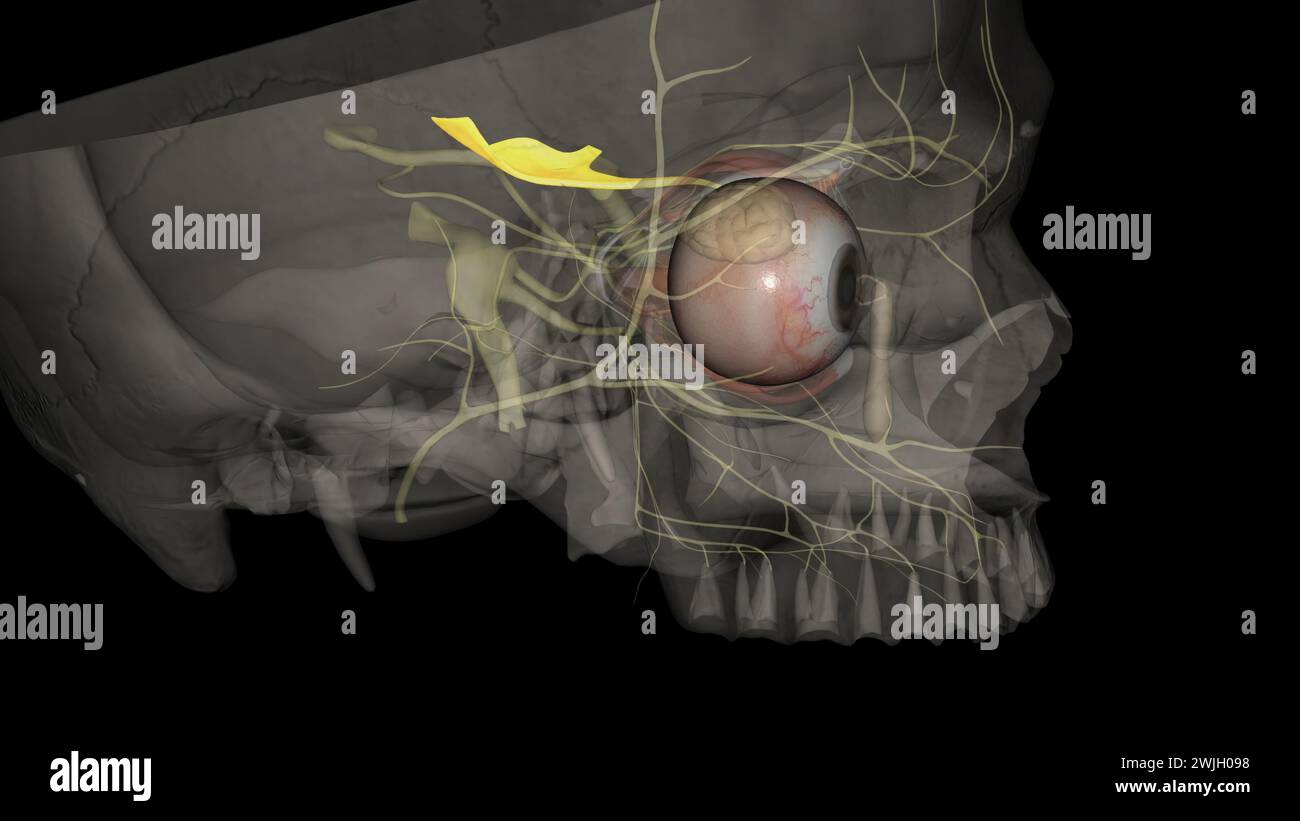 Eye movement pupil constriction3d illustration Trochlear Nerve, Eye movement 3d illustrationThe olfactory tract contains nerve fibers projecting out o Stock Photo