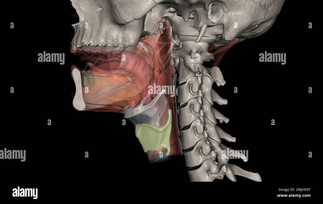 The thyrohyoid membrane (or hyothyroid membrane) is a broad, fibro ...