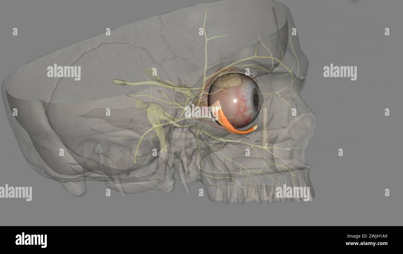 inferior oblique is named by its position within the orbit, relative to the eyeball3d illustration Stock Photo