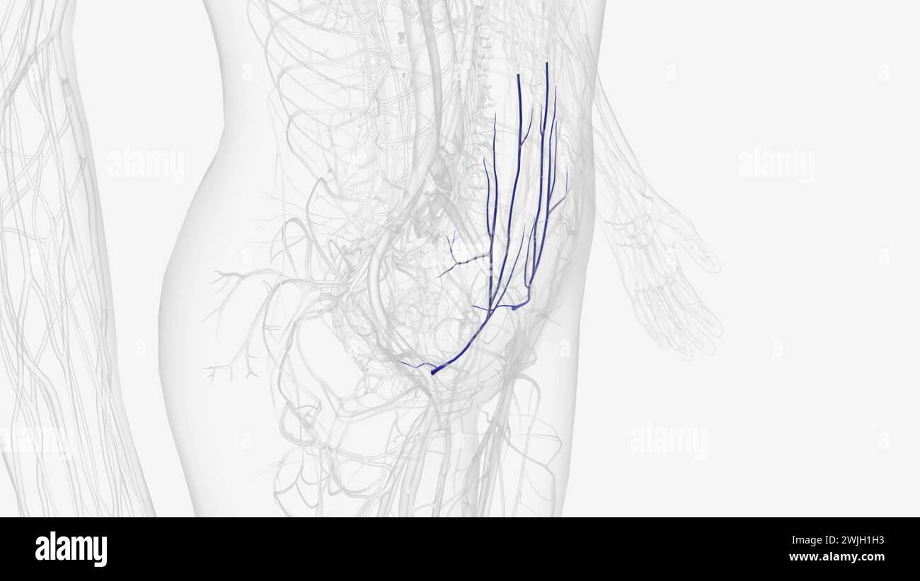In human anatomy, the inferior epigastric artery is an artery that arises from the external iliac artery  3d illustration Stock Photo