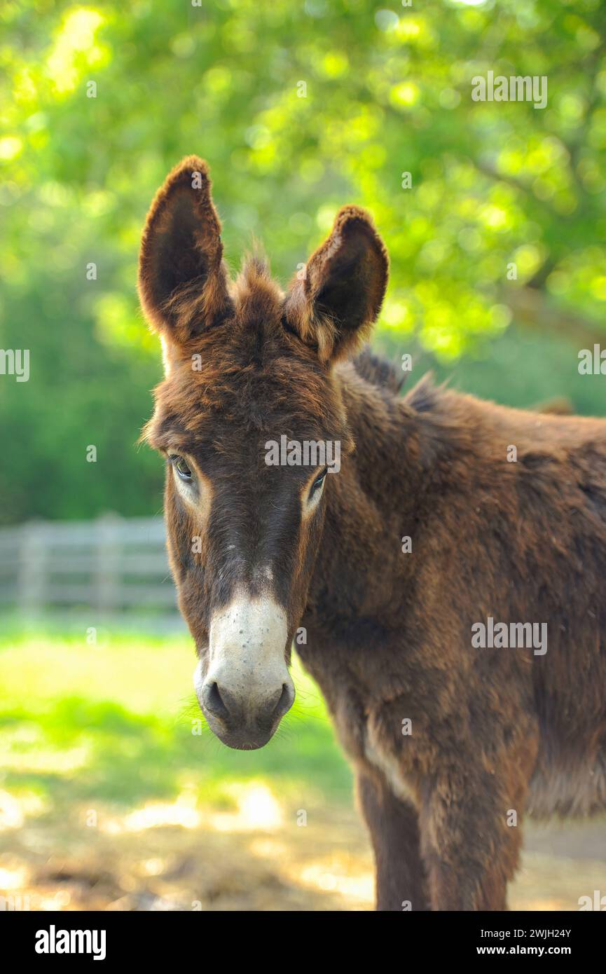 Portrait shot of donkey head shot with large ears forward looking at